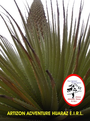 PUYA RAIMONDI